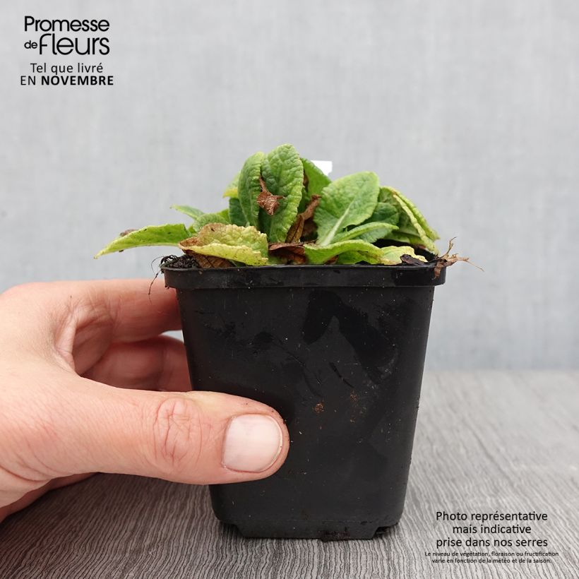 Amostra de Primavera Elizabeth Killelay Vaso de 8/9 cm tal como entregue no outono