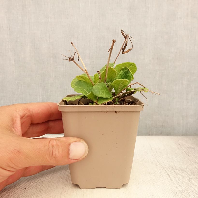 Amostra de Primavera Elizabeth Killelay Vaso de 8/9 cm tal como entregue no verão