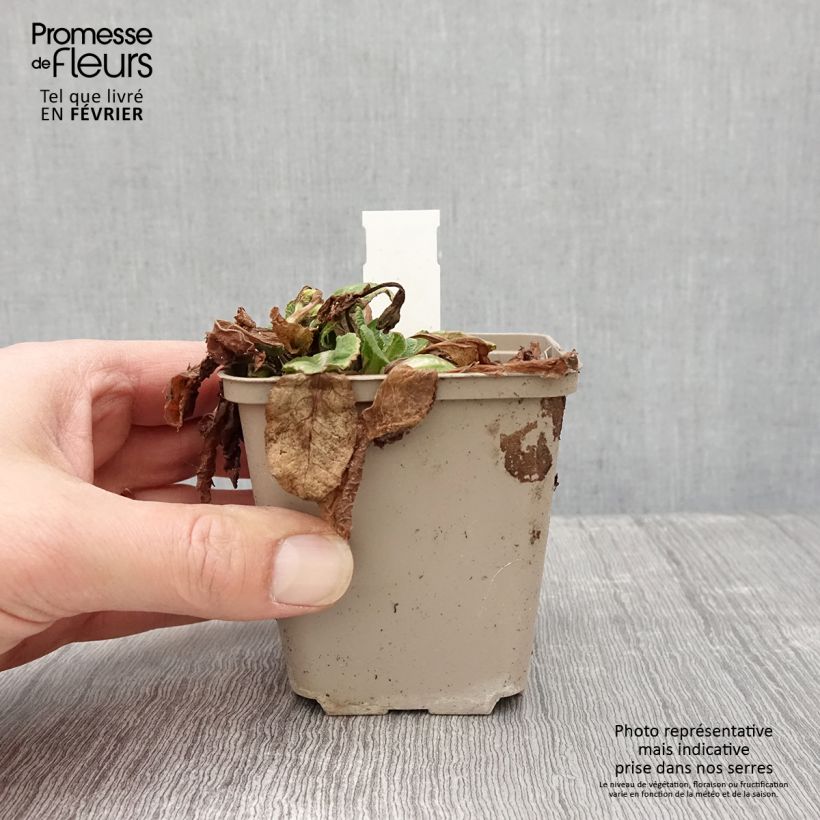 Amostra de Primevère Elizabeth Killelay Vaso de 8/9 cm tal como entregue no inverno