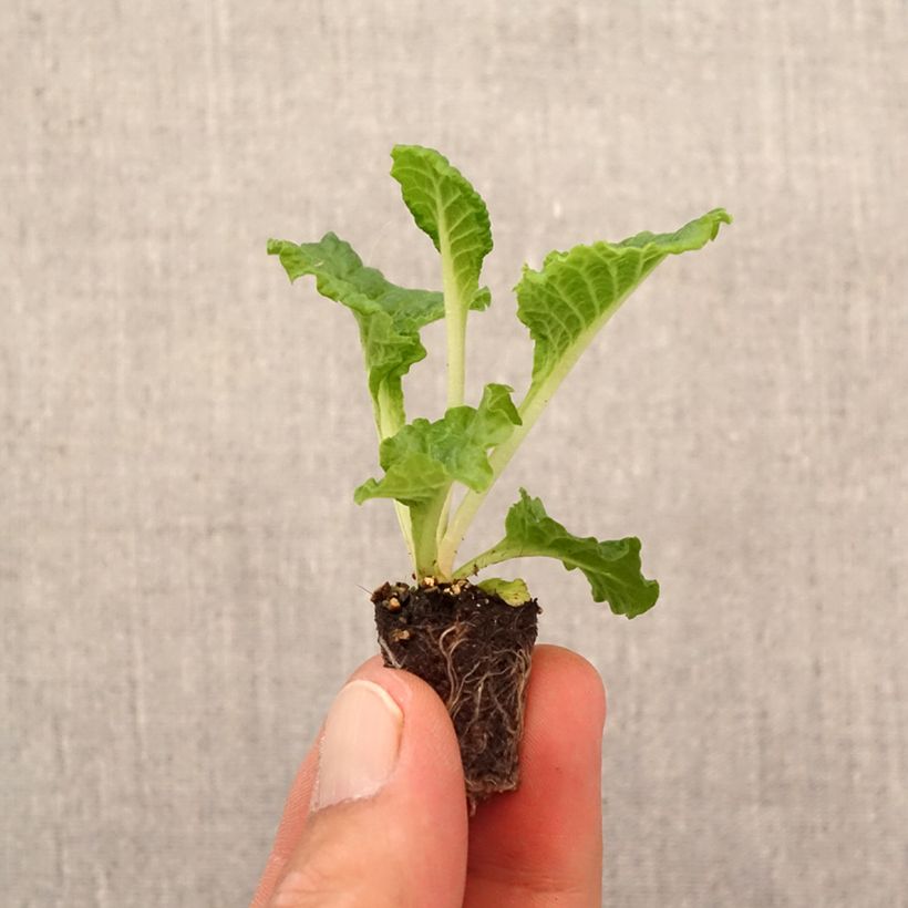 Amostra de Primevère Frilly White - Primula acaulis Mini-motte Ø 1,5/2,5 cm tal como entregue no outono