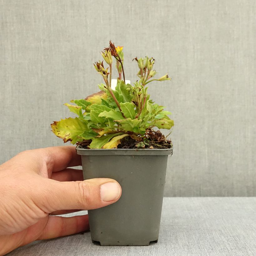 Amostra de Primula polyanthus Oak Leaf Yellow Picotee Vaso de 8/9 cm tal como entregue no verão