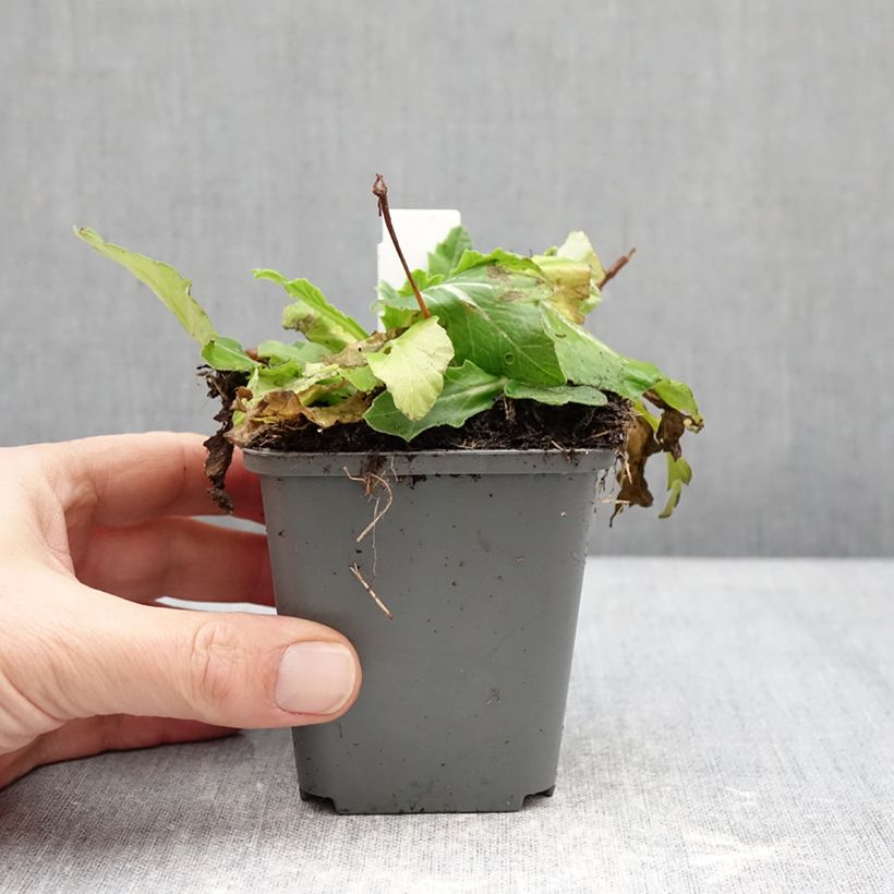 Amostra de Primula polyanthus Oak Leaf Yellow Picotee Vaso de 8/9 cm tal como entregue no inverno