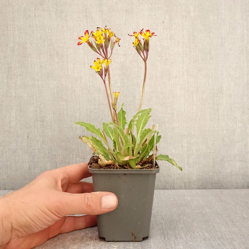 Amostra de Primula polyanthus Oak Leaf Yellow Picotee Vaso de 8/9 cm tal como entregue na primavera
