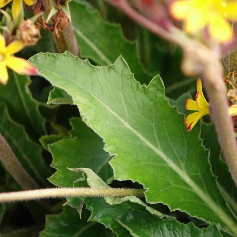 Primula polyanthus Oak Leaf Yellow Picotee (Folhagem)