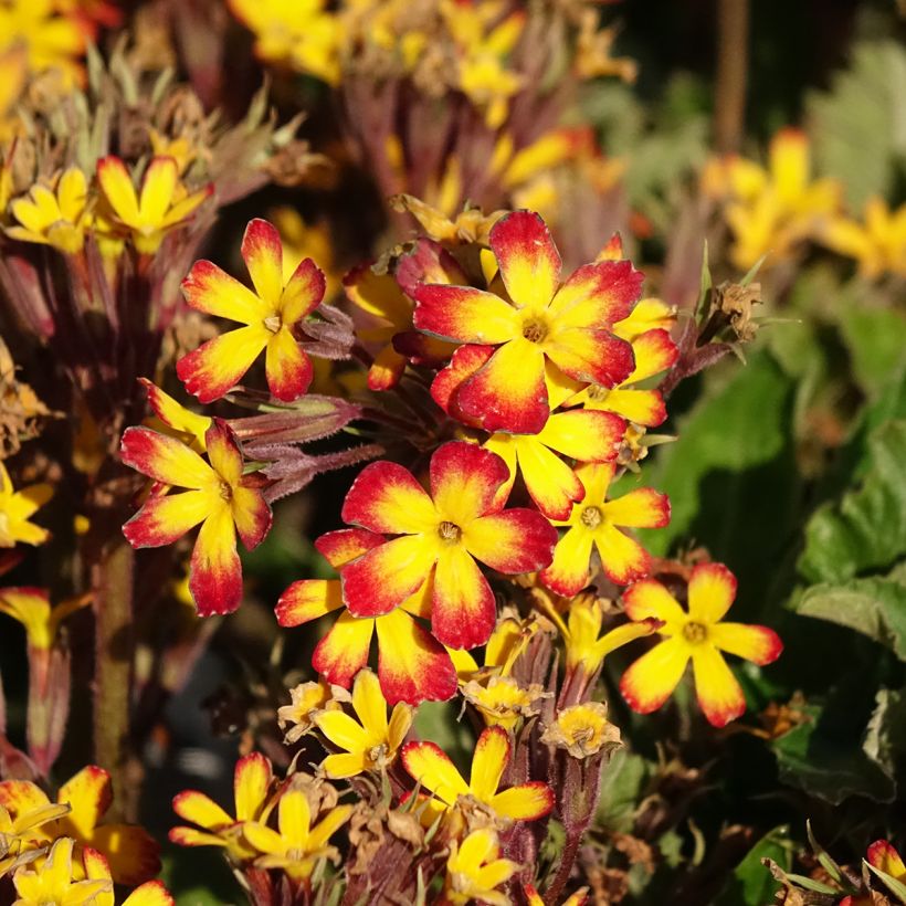 Primula polyanthus Oak Leaf Yellow Picotee (Floração)