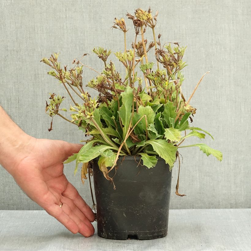 Amostra de Primevère hybride Oak Leaf Yellow Picotee Pot de 2L/3L tal como entregue no verão