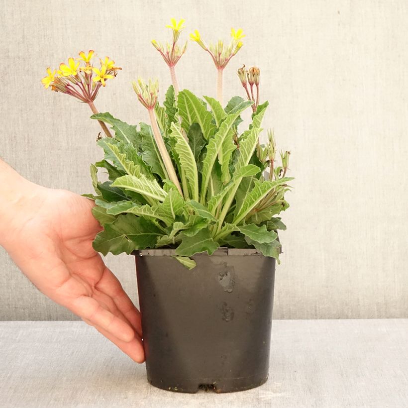 Amostra de Primula polyanthus Oak Leaf Yellow Picotee Vaso de 2 L/3 L tal como entregue no inverno
