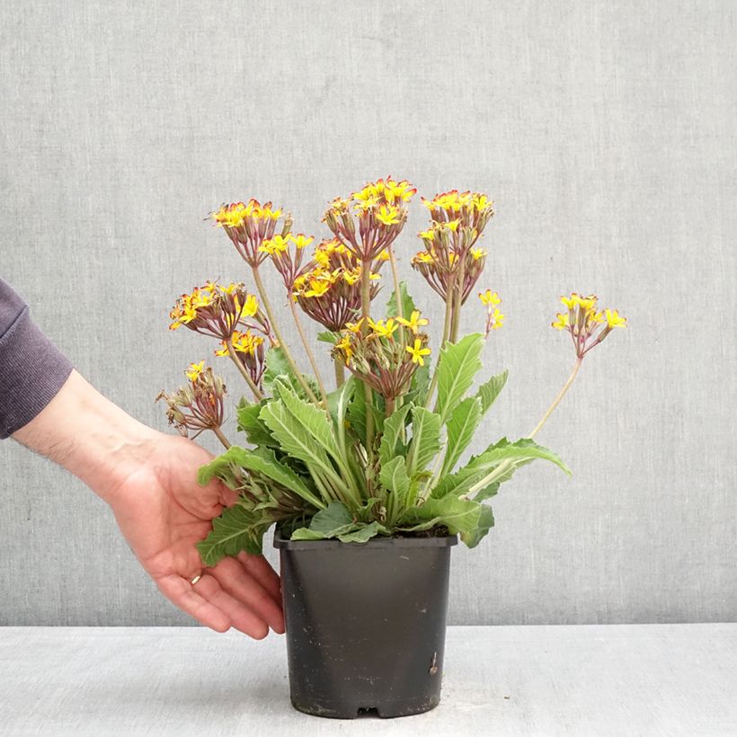 Amostra de Primula polyanthus Oak Leaf Yellow Picotee Vaso de 2 L/3 L tal como entregue na primavera