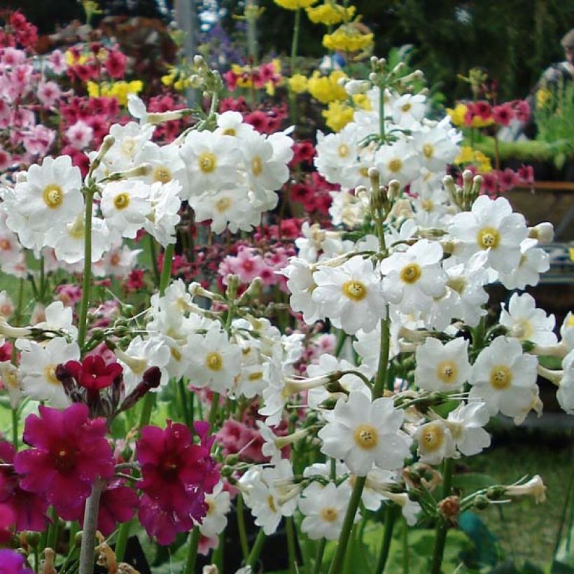 Primula japonica Alba (Floração)