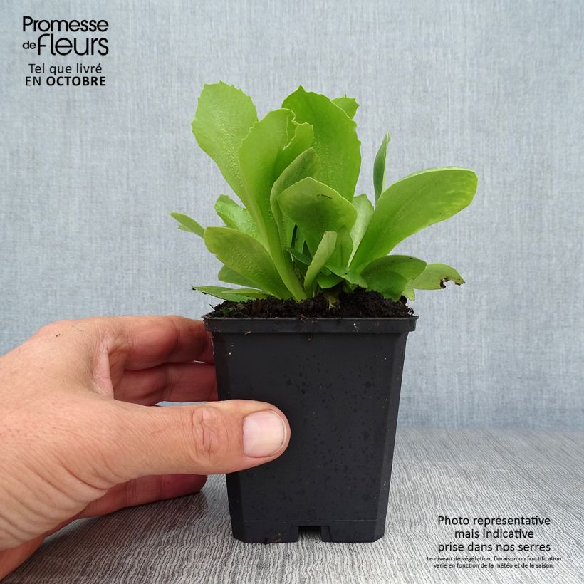 Amostra de Primula auricula em mistura Vaso de 8/9 cm tal como entregue no outono