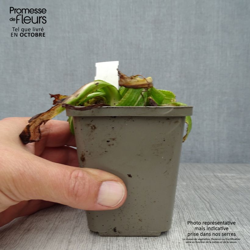Amostra de Prímula denticulata Alba Vaso de 8/9 cm tal como entregue no outono