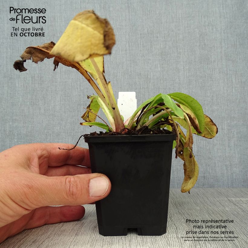 Amostra de Prímula denticulata Cashmiriana Vaso de 8/9 cm tal como entregue no outono