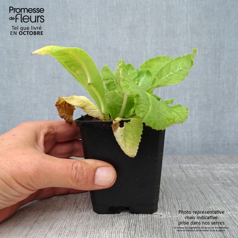 Amostra de Prímula denticulata Rubin Vaso de 8/9 cm tal como entregue no outono