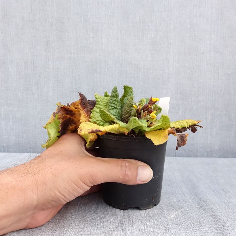 Amostra de Primavera Veristar Yellow Gold Vaso de 8/9 cm tal como entregue no verão