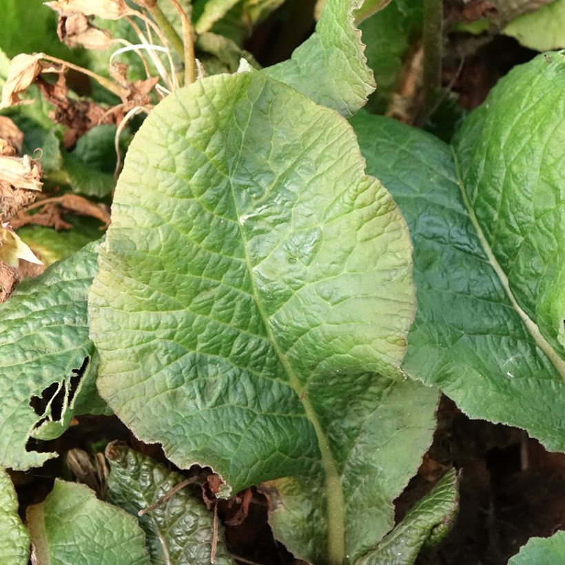 Primavera Veristar Yellow Gold (Folhagem)