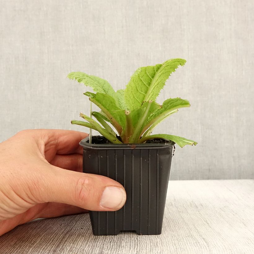 Amostra de Prímula japonica - Prímula-do-Japão Vaso de 8/9 cm tal como entregue no outono