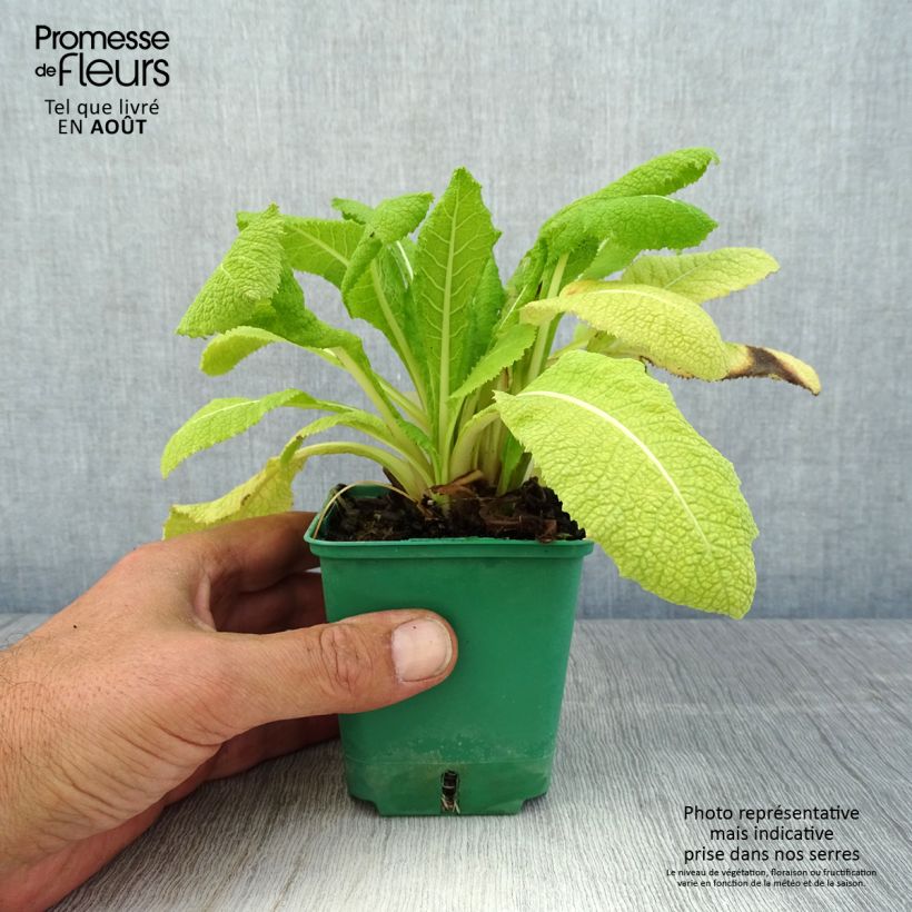 Amostra de Prímula japonica - Prímula-do-Japão Vaso de 8/9 cm tal como entregue no verão