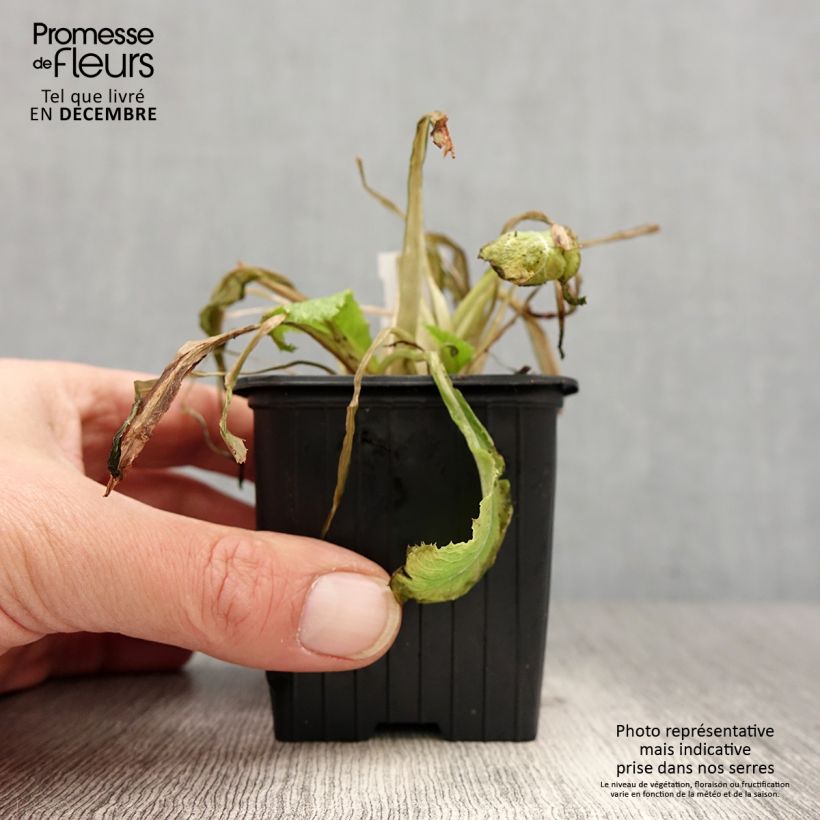 Amostra de Prímula japonica - Prímula-do-Japão Vaso de 8/9 cm tal como entregue no inverno