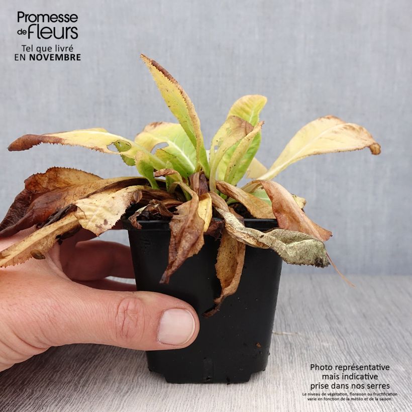 Amostra de Prímula denticulata Prom Lilac Vaso de 8/9 cm tal como entregue no outono