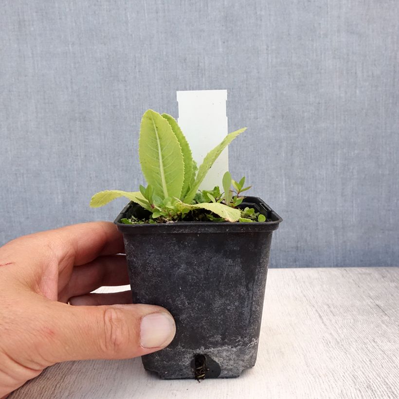 Amostra de Prímula denticulata Prom Lilac Vaso de 8/9 cm tal como entregue no verão