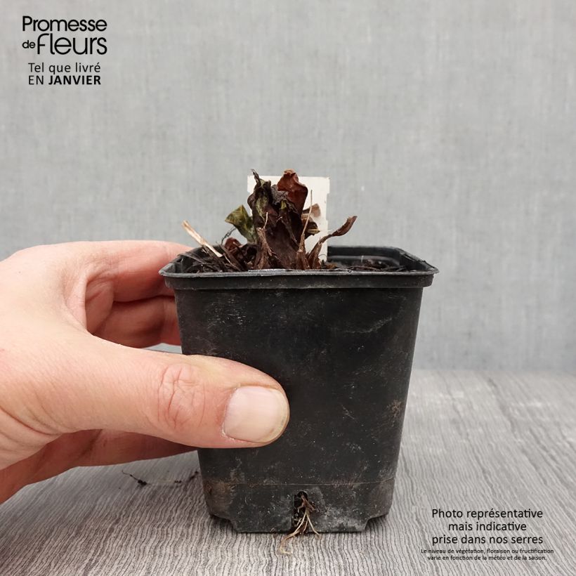 Amostra de Primevère Prom Lilac - Primula denticulata Godet de 8/9 cm tal como entregue no inverno