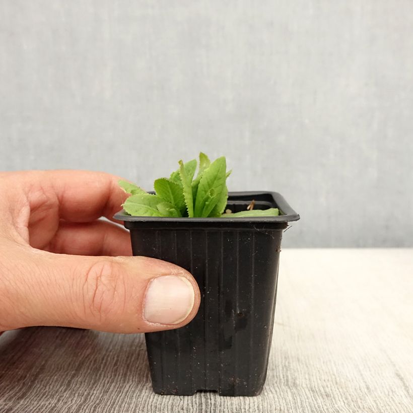 Amostra de Prímula denticulata Prom Lilac Vaso de 8/9 cm tal como entregue na primavera