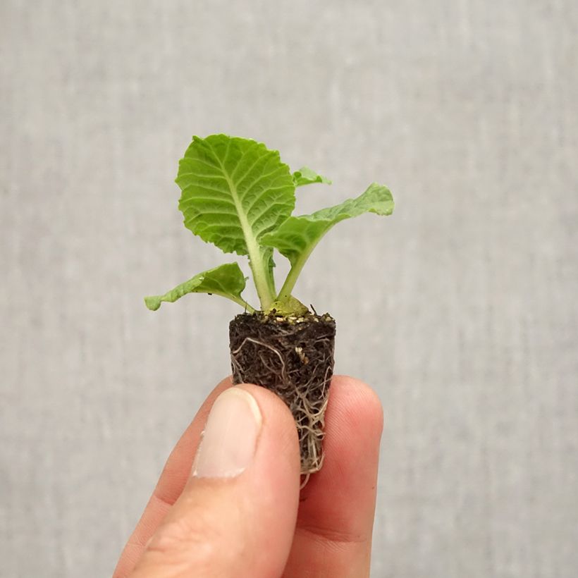 Amostra de Primevère Rambo F1 Purple Flame - Primula acaulis Mini-motte Ø 1,5/2,5 cm tal como entregue no outono