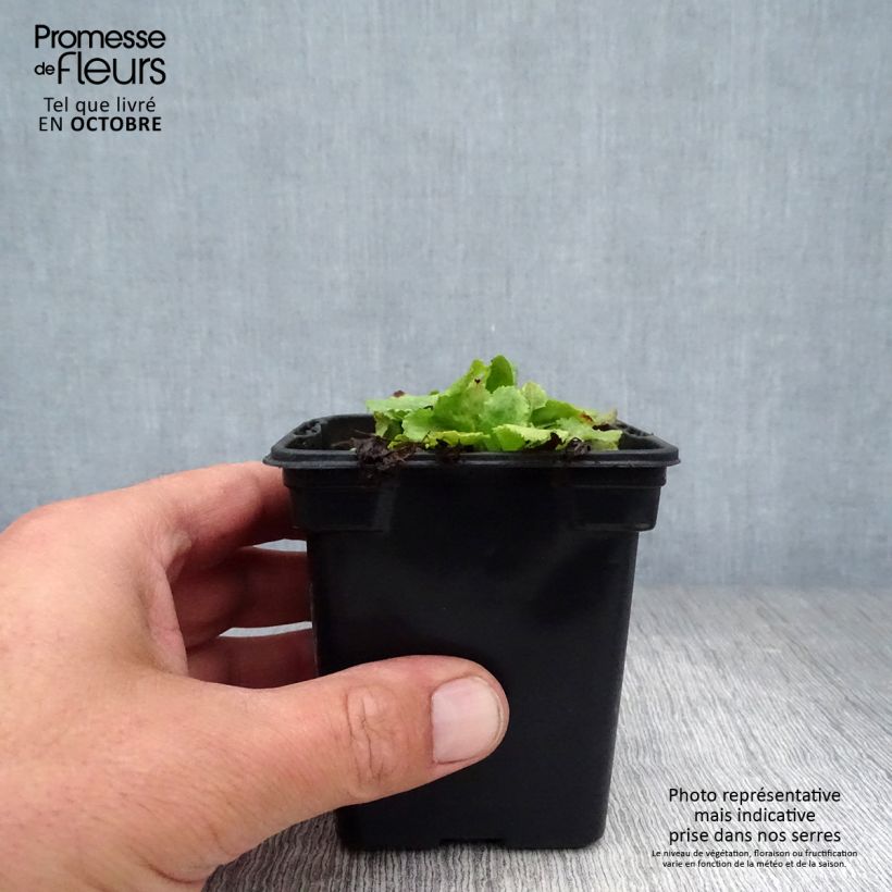 Amostra de Prímula rosea Grandiflora Vaso de 7/8 cm tal como entregue no outono
