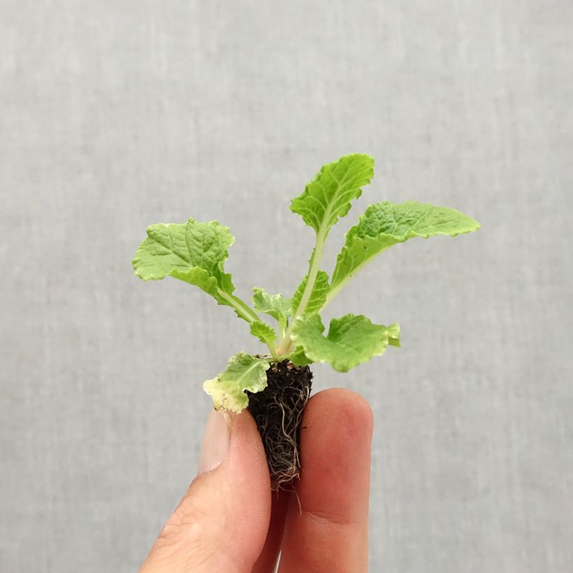 Amostra de Primevere Rosebud F1 Crocus Blue - Primula acaulis Mini-motte Ø 1,5/2,5 cm tal como entregue no outono