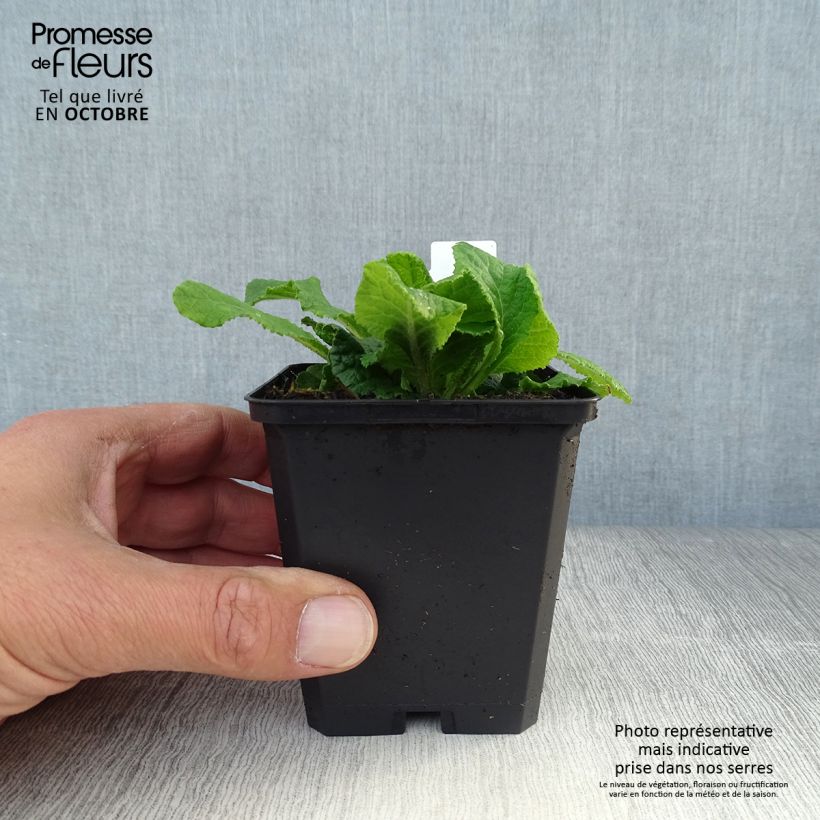 Amostra de Primavera vulgaris Vaso de 8/9 cm tal como entregue no outono