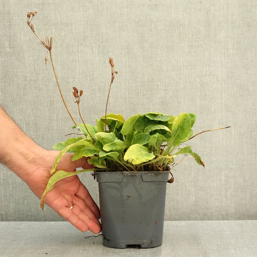 Amostra de Primavera vulgaris Vaso de 2 L/3 L tal como entregue no verão