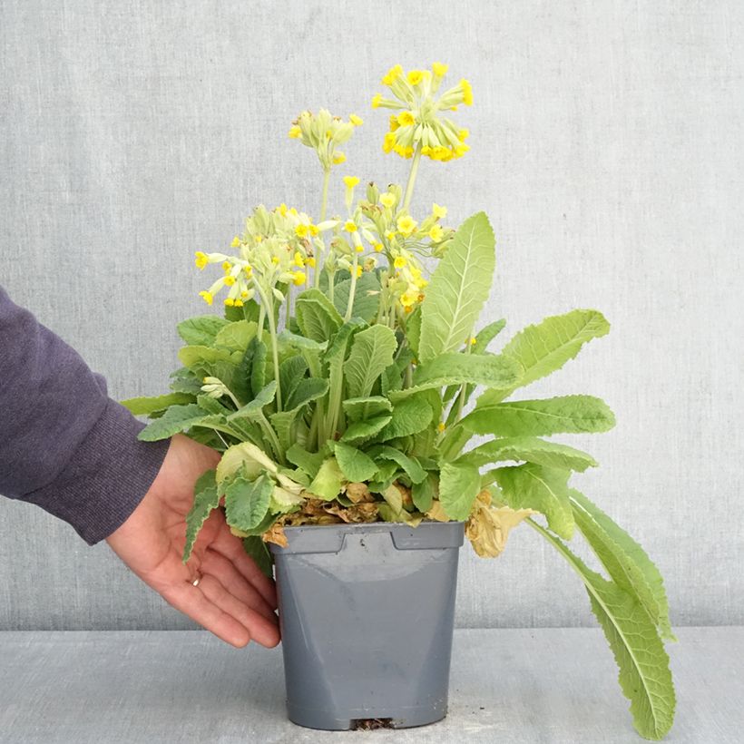 Amostra de Primavera vulgaris Vaso de 2 L/3 L tal como entregue na primavera