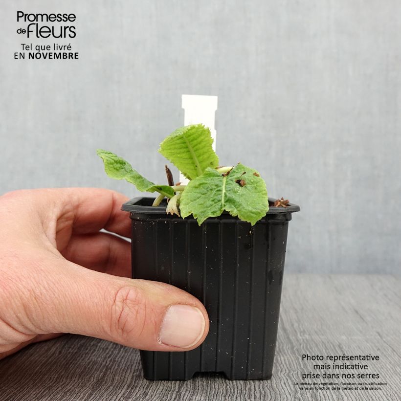 Amostra de Prímula beesiana - Prímula candelabro Vaso de 8/9 cm tal como entregue no outono