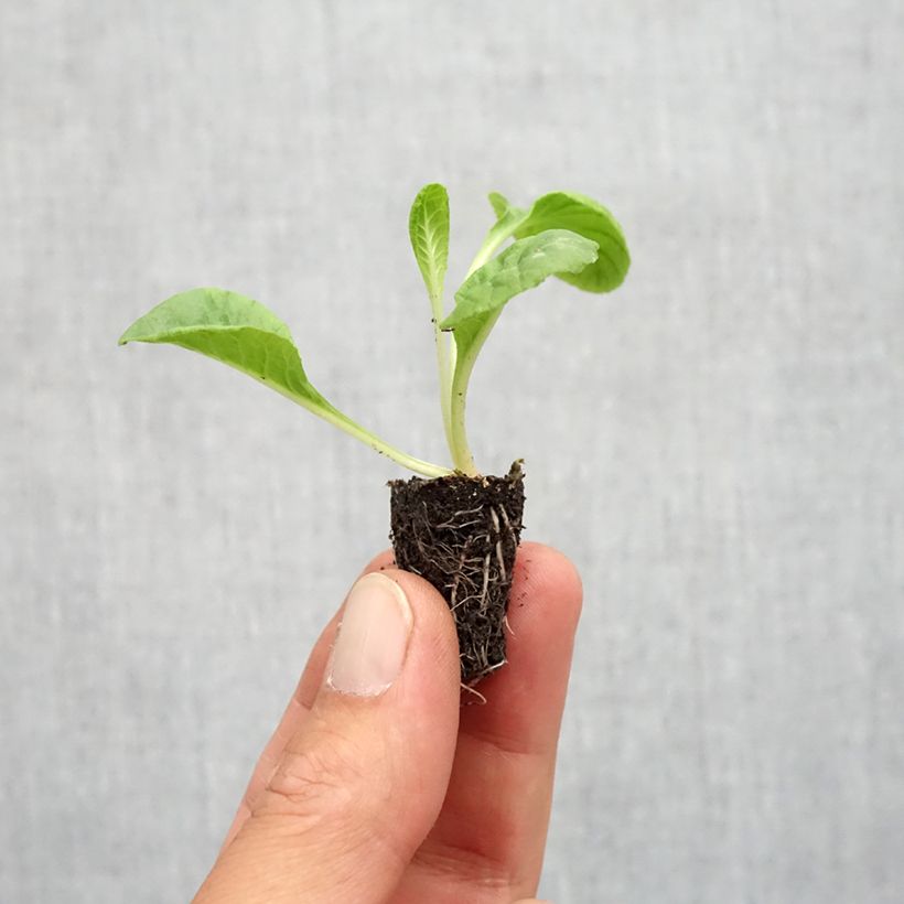 Amostra de Primula Everlast F1 - Primevère des jardins Mini-motte Ø 1,5/2,5 cm tal como entregue no outono