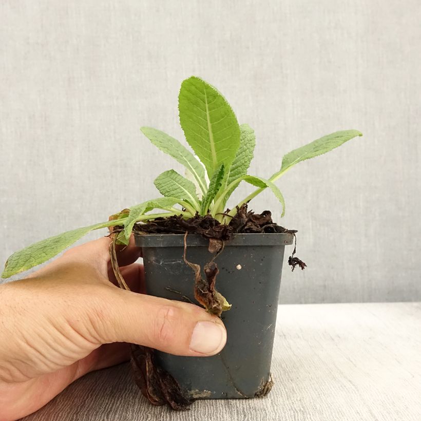 Amostra de Prímula florindae Vaso de 8/9 cm tal como entregue no outono