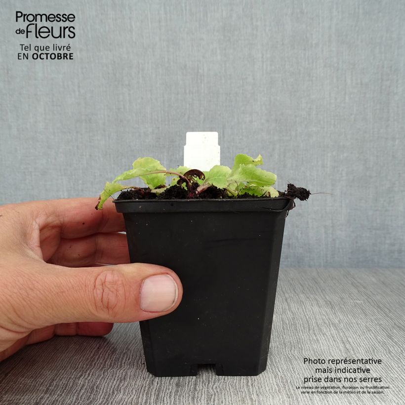 Amostra de Prímula juliae Wanda Vaso de 8/9 cm tal como entregue no outono