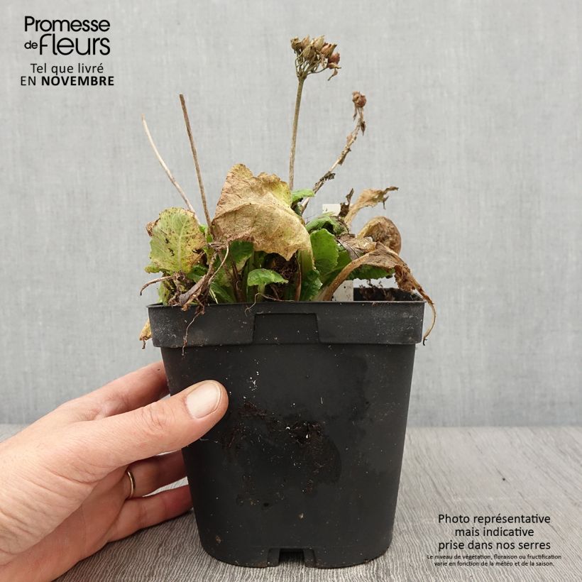 Amostra de Prímula veris - Chave-de-ouro Vaso de 2 L/3 L tal como entregue no outono