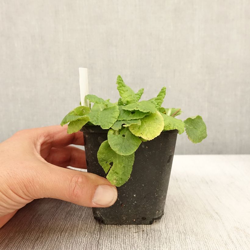 Amostra de Primavera Francesca Vaso de 8/9 cm tal como entregue no outono