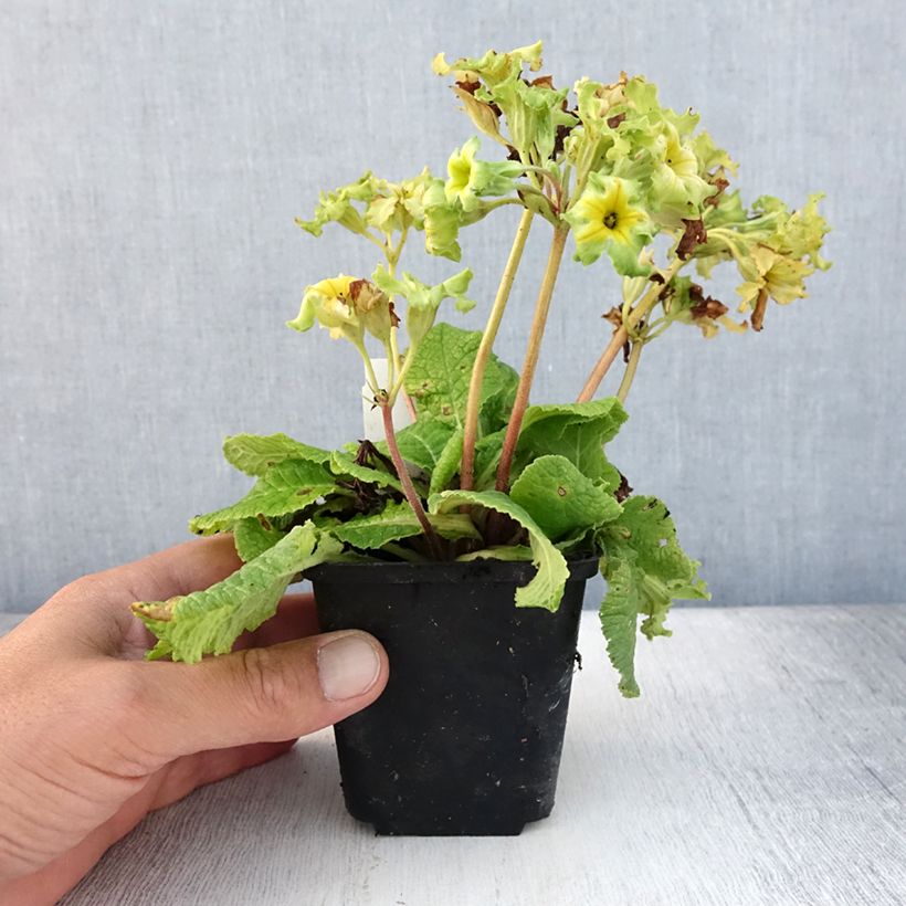 Amostra de Primavera Francesca Vaso de 8/9 cm tal como entregue no verão