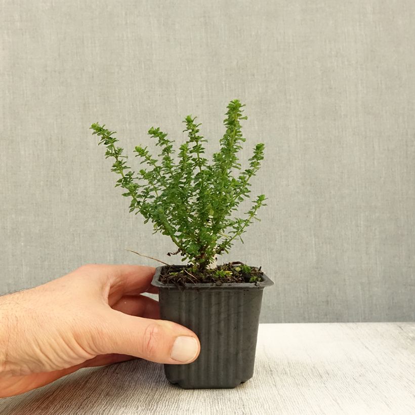 Amostra de Prostanthera cuneata Vaso de 8/9 cm tal como entregue no outono