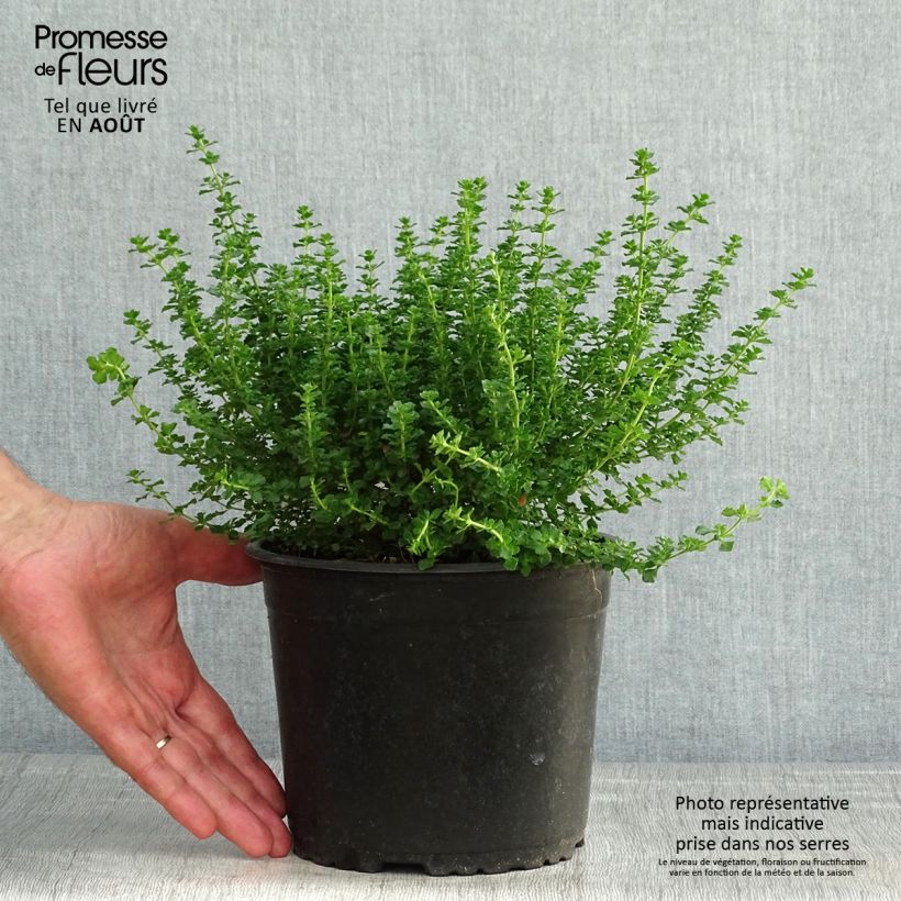 Amostra de Prostanthera cuneata Vaso de 2 L/3 L tal como entregue no verão
