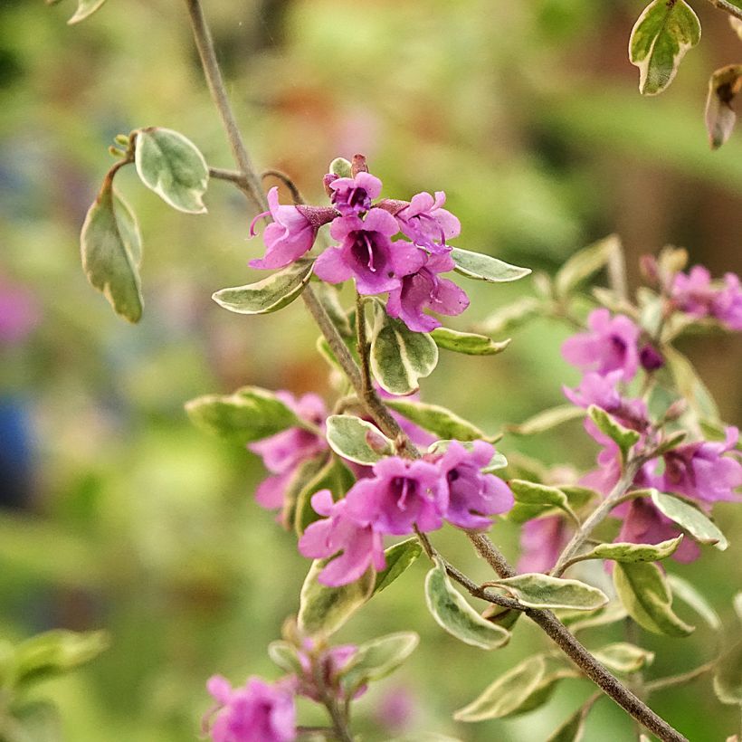 Prostanthera ovalifolia Variegata (Floração)