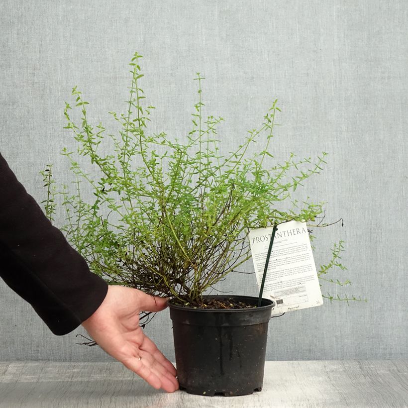 Amostra de Prostanthera Rosetta - Menthe australienne Pot de 2L/3L tal como entregue no outono