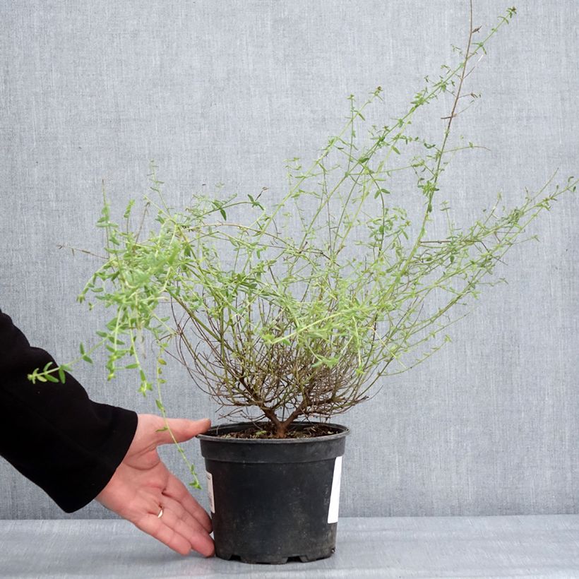 Amostra de Prostanthera Rosetta - Menthe australienne Pot de 2L/3L tal como entregue no inverno