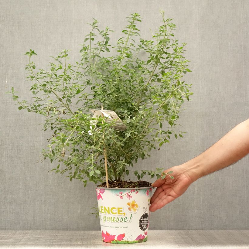 Amostra de Prostanthera rotundifolia Vaso de 4 L/5 L tal como entregue no verão