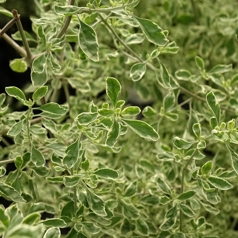 Prostanthera rotundifolia Variegata (Folhagem)