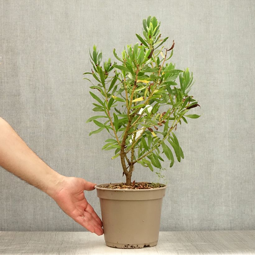 Amostra de Protea Clark's Red Vaso de 4 L/5 L tal como entregue no verão