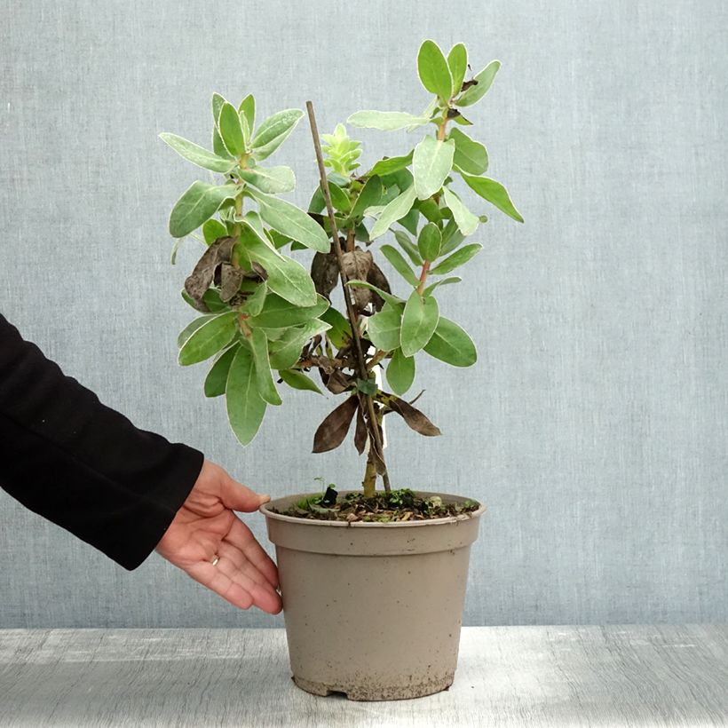 Amostra de Protea eximia Vaso de 3 L/4 L tal como entregue no outono