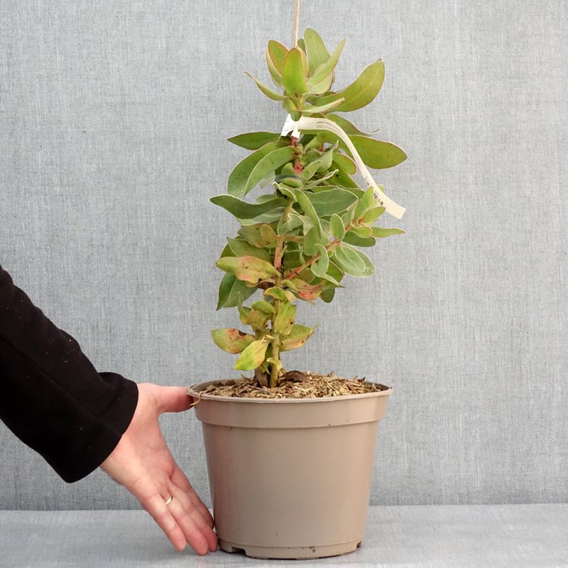 Amostra de Protea eximia - Protée à feuilles larges Pot de 3L/4L tal como entregue no inverno