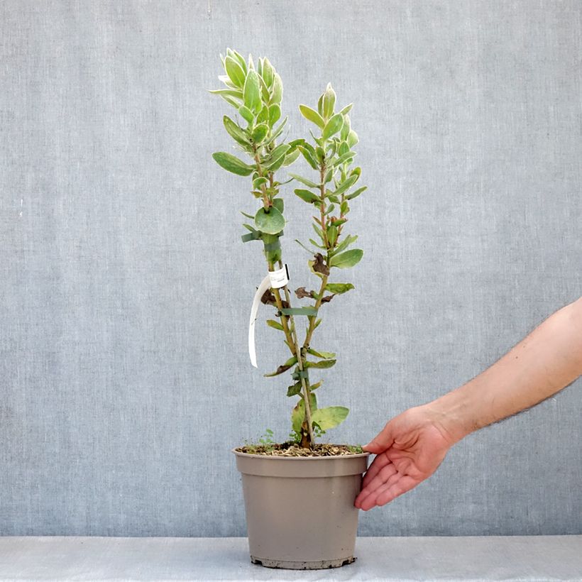 Amostra de Protea eximia Vaso de 3 L/4 L tal como entregue na primavera